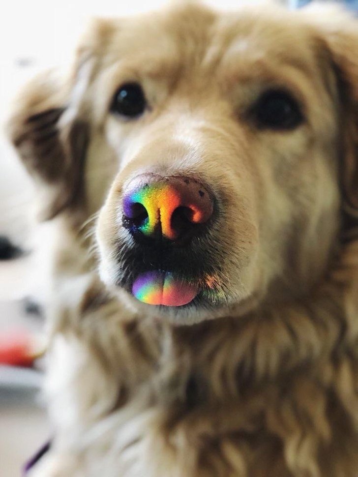 Illustration de l'article : 14 photos prouvant que les animaux de compagnie sont remplis d'amour !